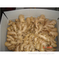 2014 New Crop China Fresh Ginger Hot Sale